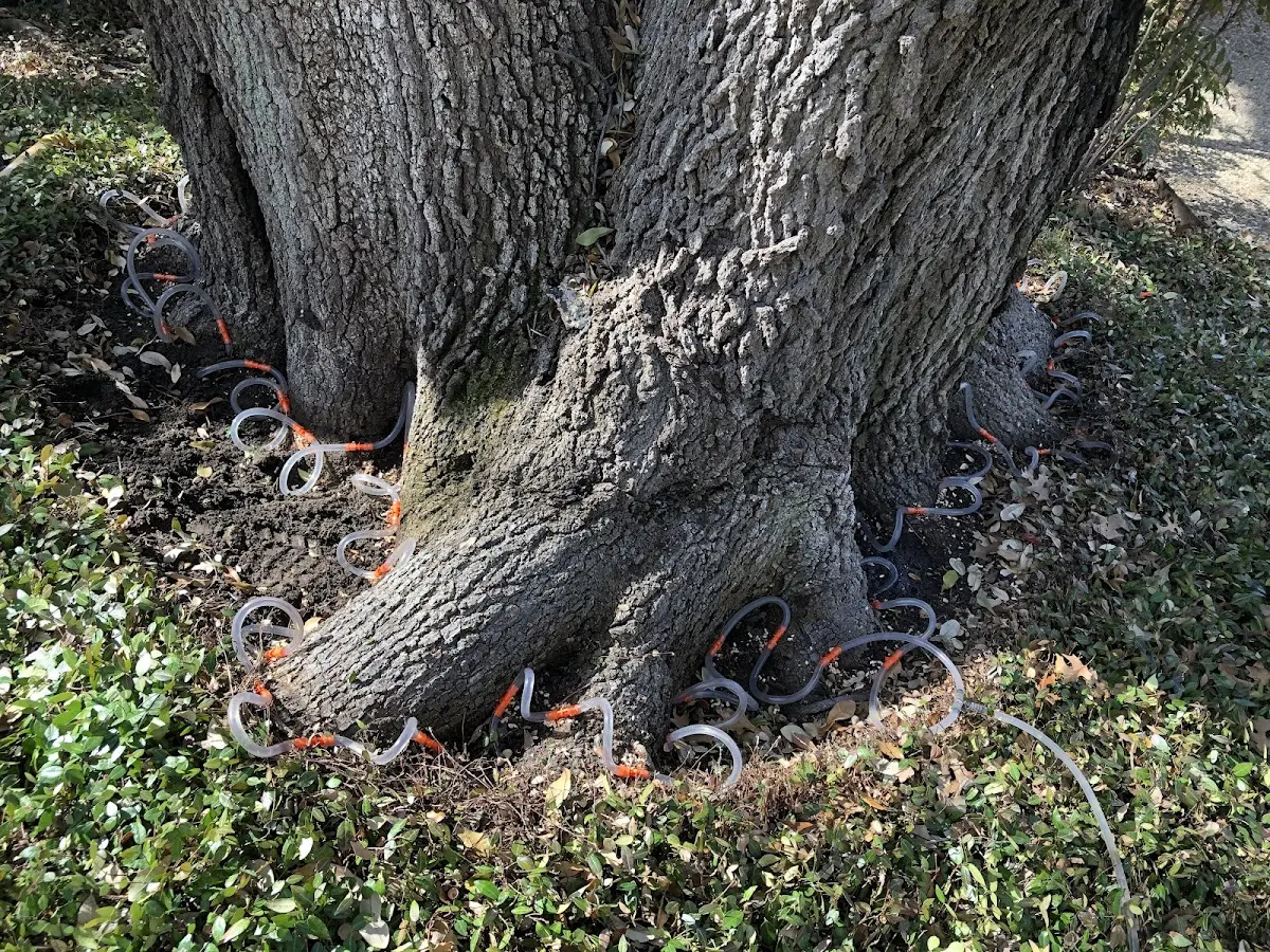 Detailed Tree Cabling and Bracing job site in Dallas Center