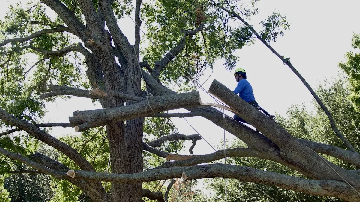 Professional Crown Thinning performed by certified arborists in Dallas Center