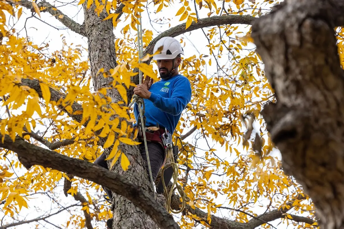 Skilled Tree Pruning crew working in Dallas Center