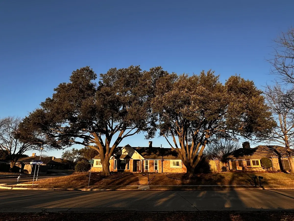 Established residential canopy tree shading a home in Dallas Center